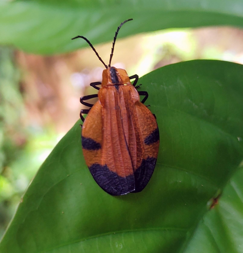 Lycus latissimus