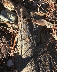 Amilenus aurantiacus