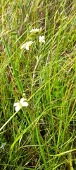 Cardamine tenuifolia