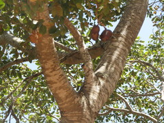 Hymenaea martiana
