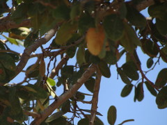 Hymenaea martiana
