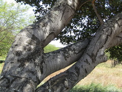 Hymenaea martiana