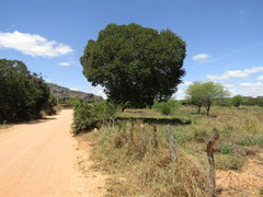 Hymenaea martiana