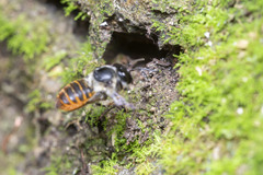 Megachile ramera