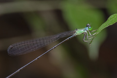 Amphicnemis gracilis