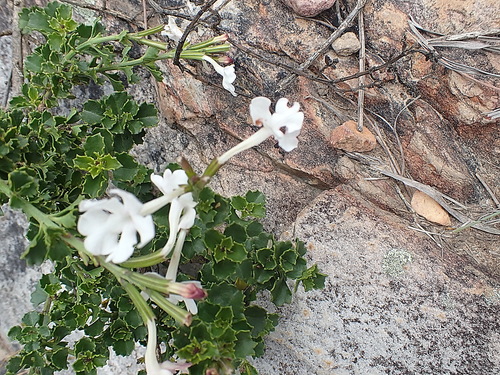Image of Chascanum cuneifolium by no rights reserved
