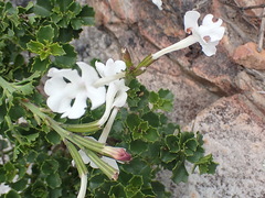 Chascanum cuneifolium