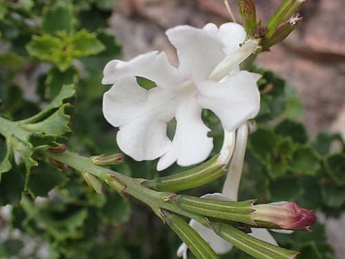 Image of Chascanum cuneifolium by no rights reserved