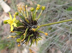 Bobartia orientalis orientalis