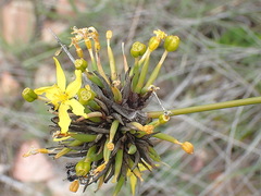 Bobartia orientalis orientalis