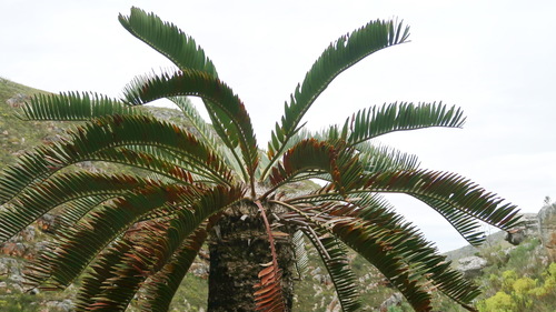 Image of Encephalartos longifolius by no rights reserved