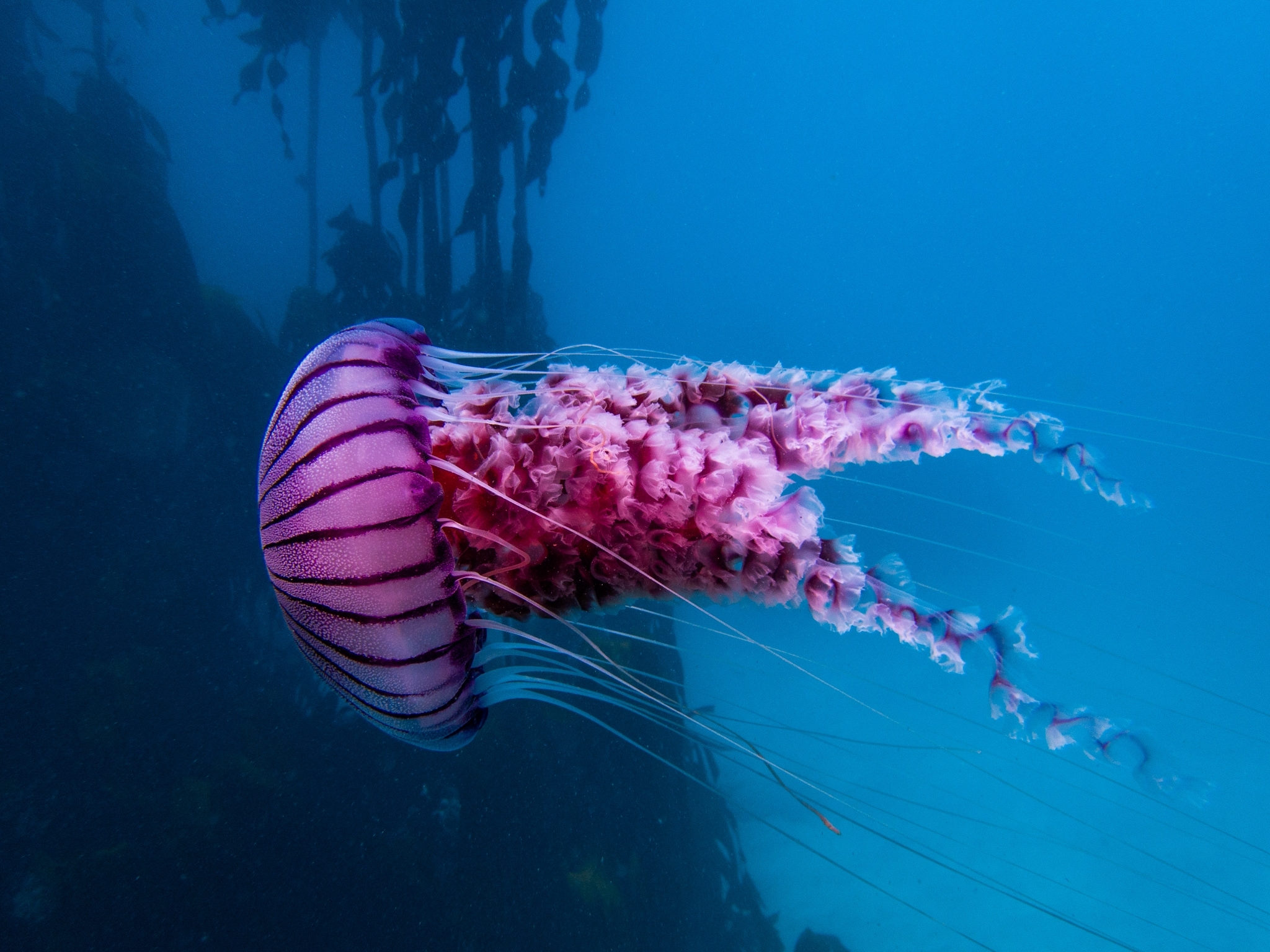 Chrysaora agulhensis Ras, Neethling, Engelbrecht, Morandini, Bayha, Skrypzeck & Gibbons, 2020