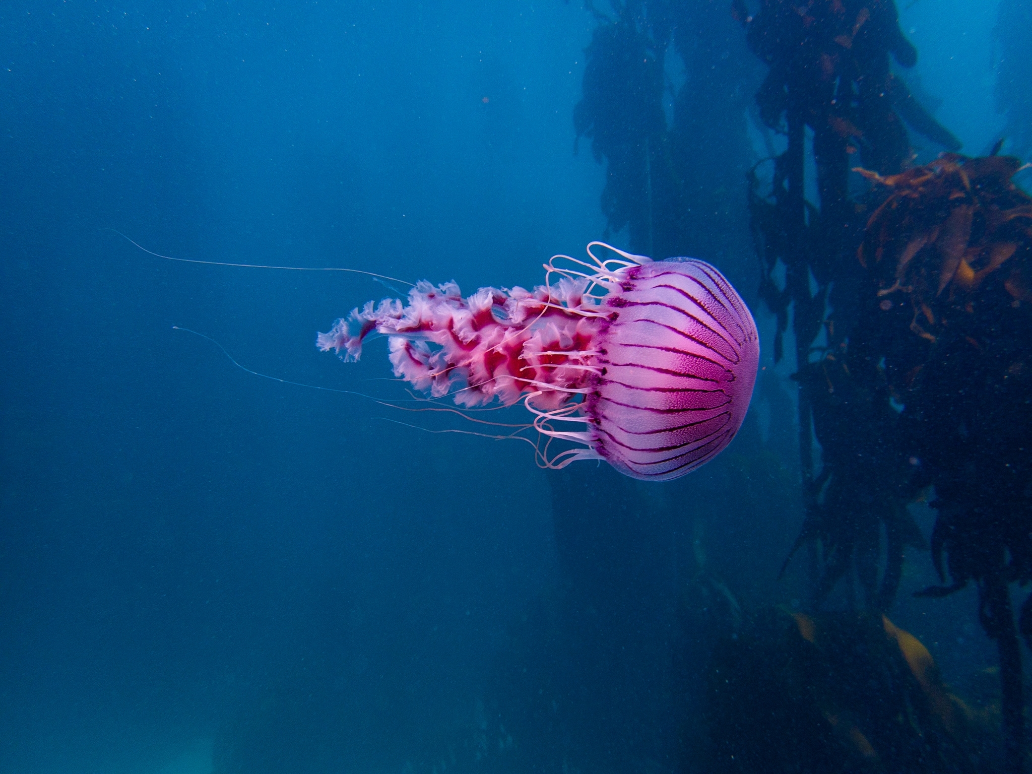 Chrysaora agulhensis Ras, Neethling, Engelbrecht, Morandini, Bayha, Skrypzeck & Gibbons, 2020