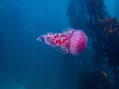 Chrysaora agulhensis