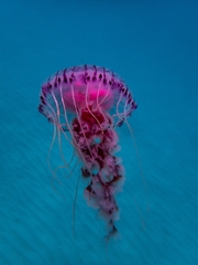 Chrysaora agulhensis