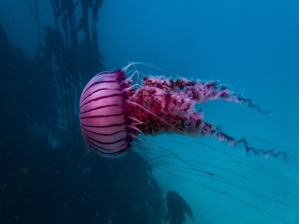 Agulhas Sea Nettle