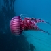 Agulhas Sea Nettle - Photo (c) Callum Evans, some rights reserved (CC BY-NC), uploaded by Callum Evans