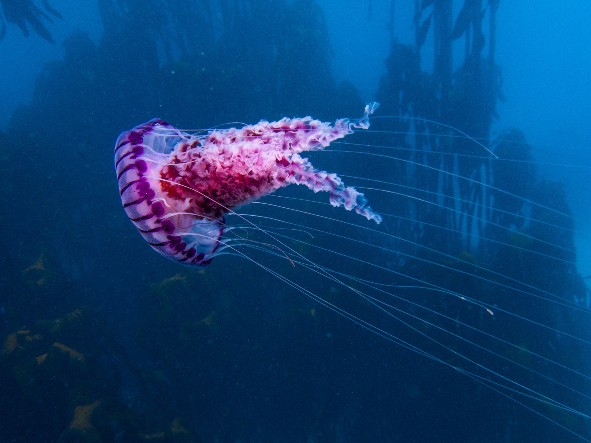 Chrysaora agulhensis Ras, Neethling, Engelbrecht, Morandini, Bayha, Skrypzeck & Gibbons, 2020