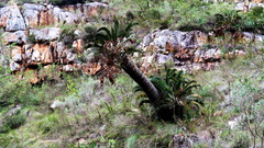 Encephalartos longifolius