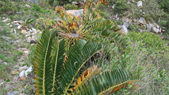 Encephalartos longifolius