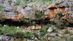 Encephalartos longifolius