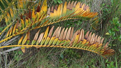 Encephalartos longifolius