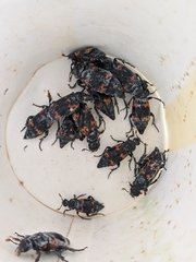 Nicrophorus nepalensis