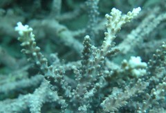 Acropora horrida