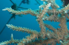 Acropora horrida