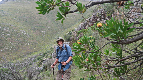 Wartstem Pincushion (Leucospermum cuneiforme)
