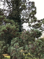 Chamaecyparis pisifera