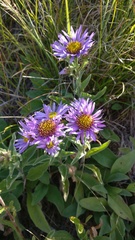 Aster amellus bessarabicus