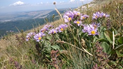 Aster amellus bessarabicus