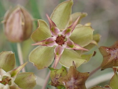 Asclepias expansa
