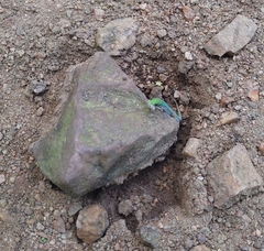 Lygodactylus conraui