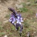 Autumn Squill Complex - Photo (c) Богданович Светлана, some rights reserved (CC BY-NC), uploaded by Богданович Светлана