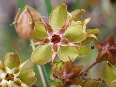 Asclepias expansa