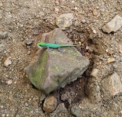 Lygodactylus conraui