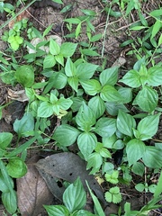 Dicliptera chinensis