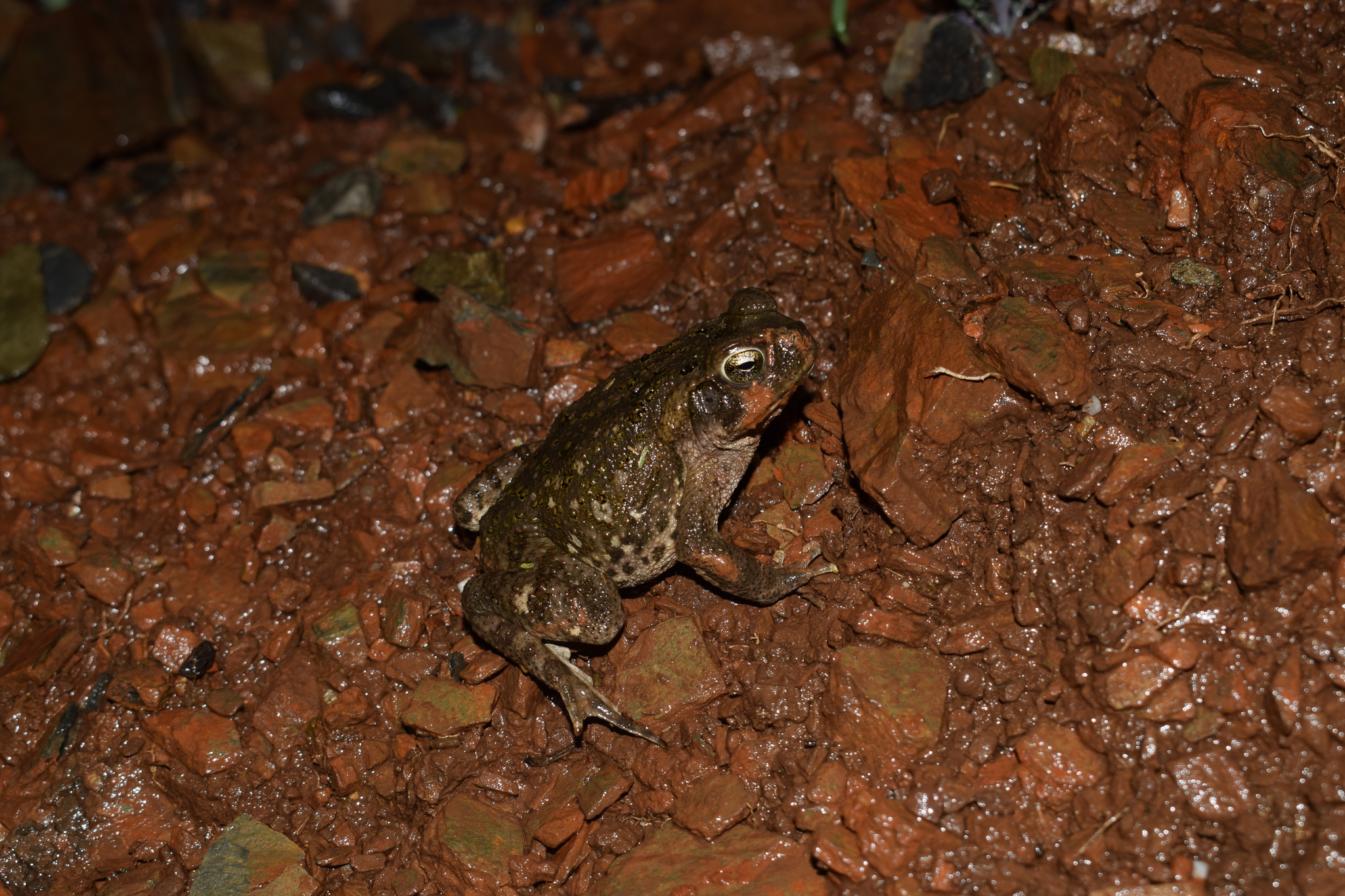 Rhinella horribilis image