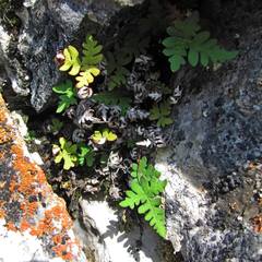 Aleuritopteris argentea