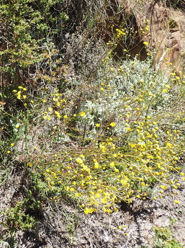 Image of Senecio paniculatus by (c) Nicola van Berkel, some rights reserved (CC BY-SA)