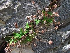 Aleuritopteris argentea