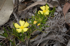 Hibbertia huegelii