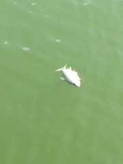 Cyprinus rubrofuscus