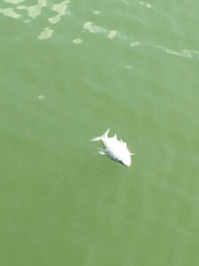 Cyprinus rubrofuscus