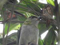 Cyclarhis nigrirostris