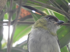 Cyclarhis nigrirostris