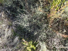 Aspalathus digitifolia