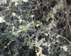 Aspalathus digitifolia